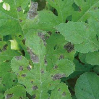 Baking soda thần dược diệt sâu bọ cho cây trồng Baking soda thần dược diệt sâu bọ cho cây trồng