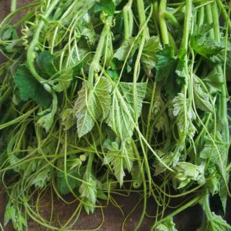 Bí ăn ngọn có trái không?