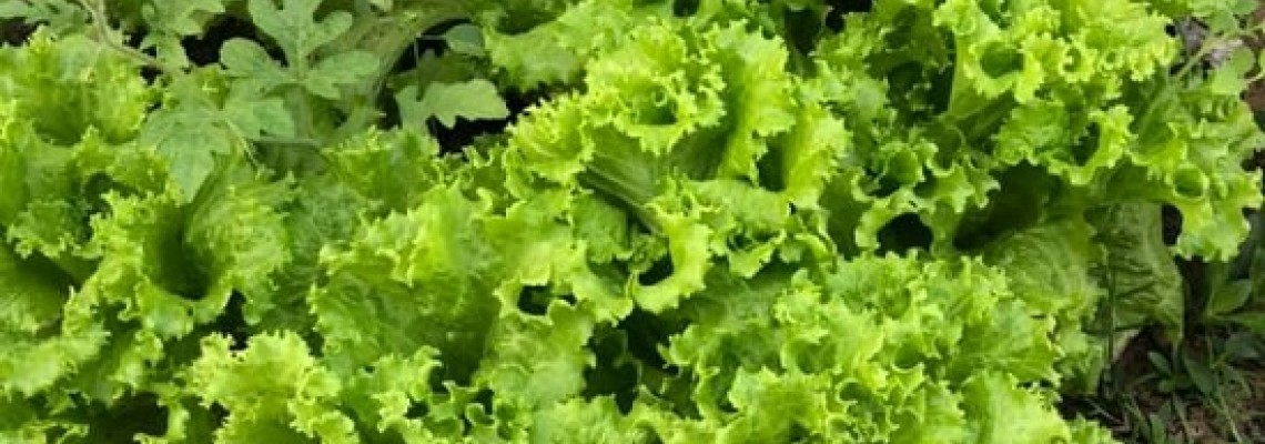 Các loại rau dễ trồng không lo bị sâu phá hại Các loại rau dễ trồng không lo bị sâu phá hại