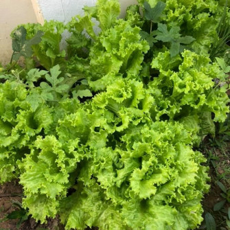 Các loại rau dễ trồng không lo bị sâu phá hại Các loại rau dễ trồng không lo bị sâu phá hại