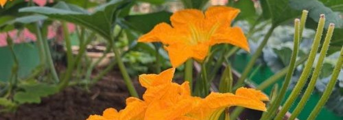 Các loại rau trồng mùa đông miền bắc Các loại rau trồng mùa đông miền bắc