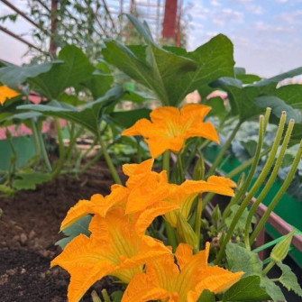 Các loại rau trồng mùa đông miền bắc