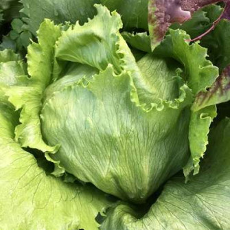 Cách gieo hạt giống rau xà lách quanh năm Cách gieo hạt giống rau xà lách quanh năm