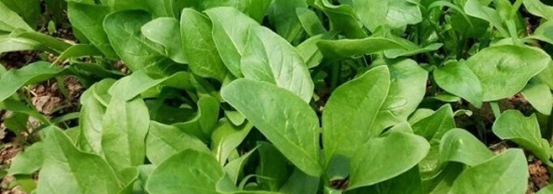 Cách trồng cải bó xôi chịu nhiệt để có rau ăn quanh năm Cách trồng cải bó xôi chịu nhiệt để có rau ăn quanh năm
