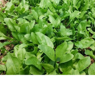 Cách trồng cải bó xôi chịu nhiệt để có rau ăn quanh năm Cách trồng cải bó xôi chịu nhiệt để có rau ăn quanh năm