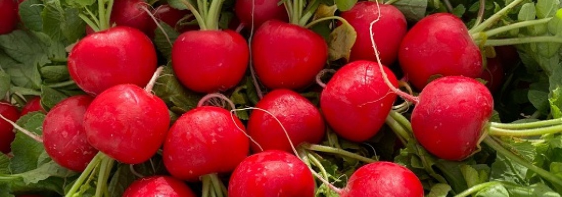 Cách trồng củ cải đỏ siêu dễ Cách trồng củ cải đỏ siêu dễ