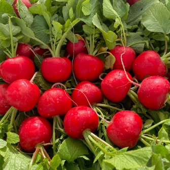 Cách trồng củ cải đỏ siêu dễ Cách trồng củ cải đỏ siêu dễ