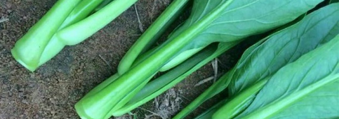 Cách trồng rau cải ngồng bằng hạt trong thùng xốp Cách trồng rau cải ngồng bằng hạt trong thùng xốp