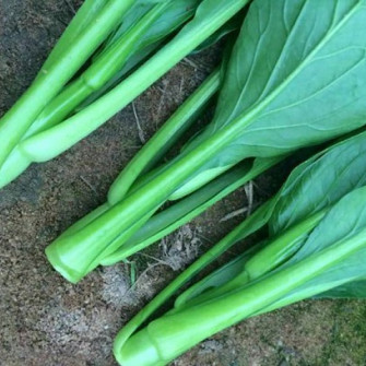 Cách trồng rau cải ngồng bằng hạt trong thùng xốp Cách trồng rau cải ngồng bằng hạt trong thùng xốp