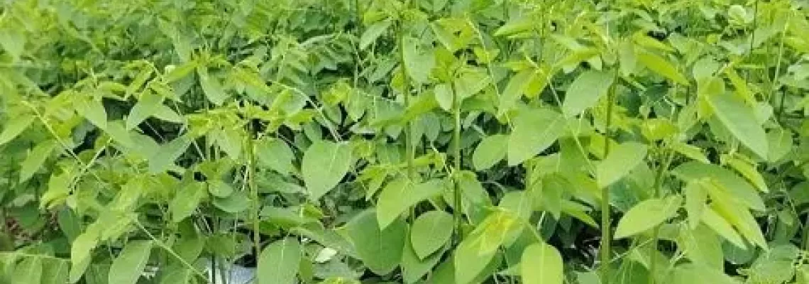 Cách trồng rau ngót bằng hạt giống Cách trồng rau ngót bằng hạt giống