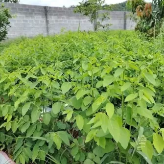 Cách trồng rau ngót bằng hạt giống Cách trồng rau ngót bằng hạt giống