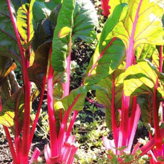 Cải cầu vồng trồng mùa nào vào tháng mấy? Cải cầu vồng trồng mùa nào vào tháng mấy?