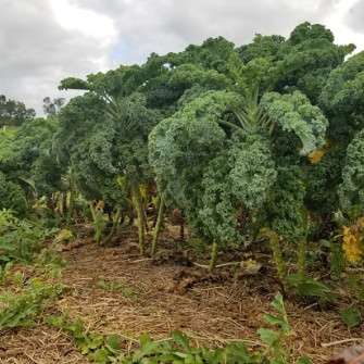 Hạt giống chất lượng cao là gì? thế nào là hạt giống tốt? Hạt giống chất lượng cao là gì? thế nào là hạt giống tốt?