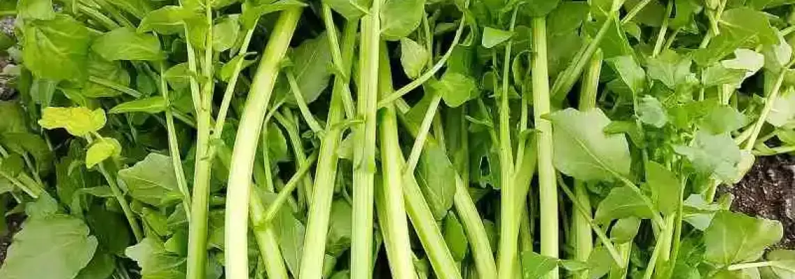 Rau cải xoong trồng mùa nào?