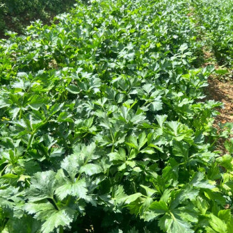 Hướng dẫn gieo trồng và chăm sóc cần tây giống Hướng dẫn gieo trồng và chăm sóc cần tây giống