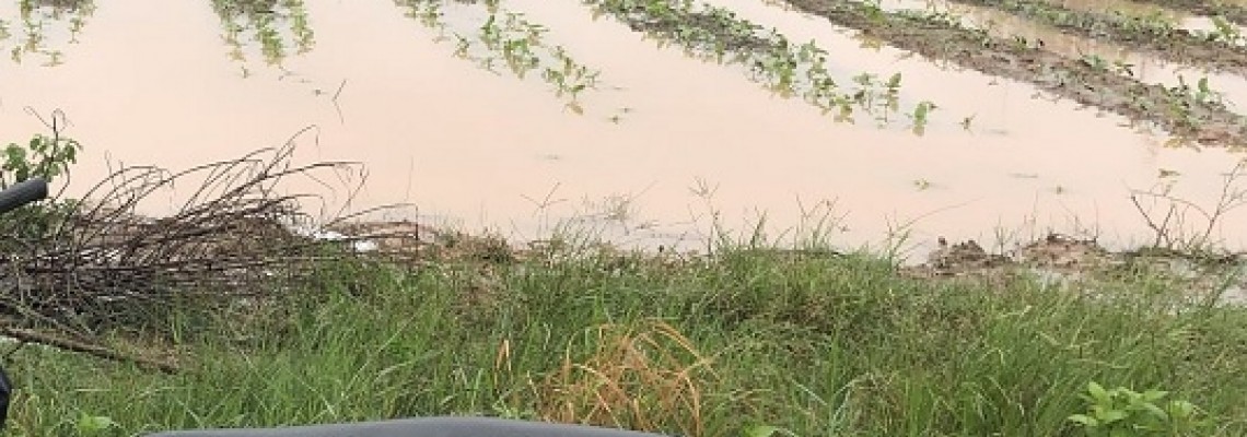 Hướng dẫn xứ lý đồng ruộng và khôi phục sản xuất sau mưa bão Hướng dẫn xứ lý đồng ruộng và khôi phục sản xuất sau mưa bão