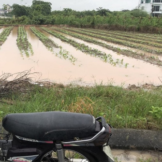 Hướng dẫn xứ lý đồng ruộng và khôi phục sản xuất sau mưa bão Hướng dẫn xứ lý đồng ruộng và khôi phục sản xuất sau mưa bão