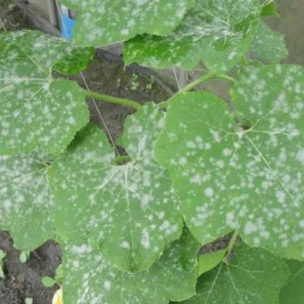 Lá bí bị đốm trắng là bị bệnh gì? Lá bí bị đốm trắng là bị bệnh gì?