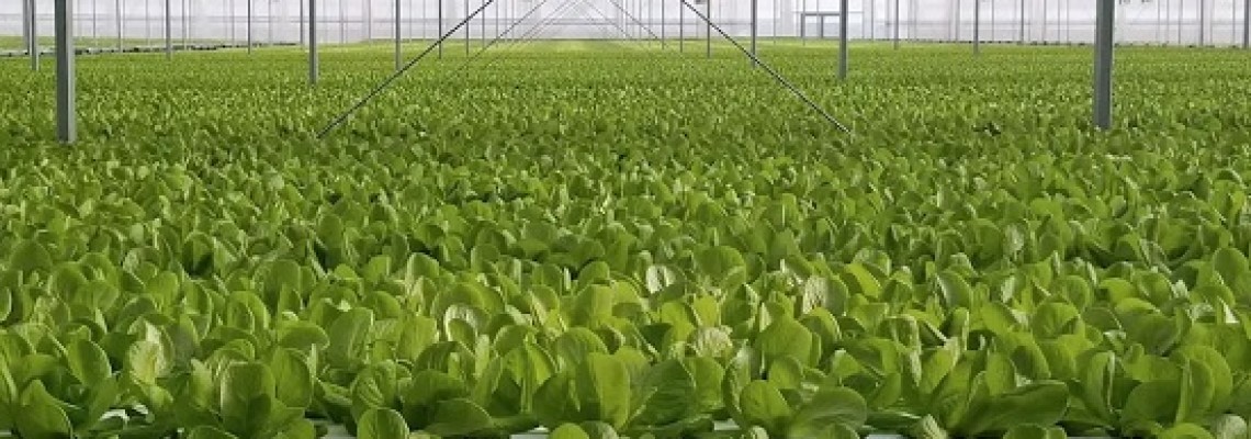 Nhà máy thực vật sản xuất 120 tấn rau ăn lá một năm Nhà máy thực vật sản xuất 120 tấn rau ăn lá một năm