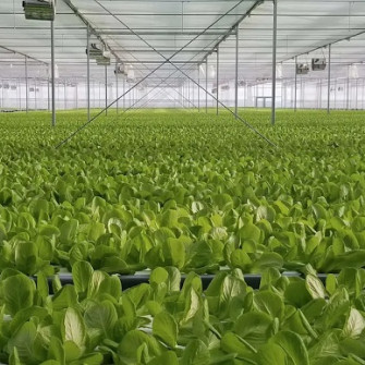 Nhà máy thực vật sản xuất 120 tấn rau ăn lá một năm Nhà máy thực vật sản xuất 120 tấn rau ăn lá một năm