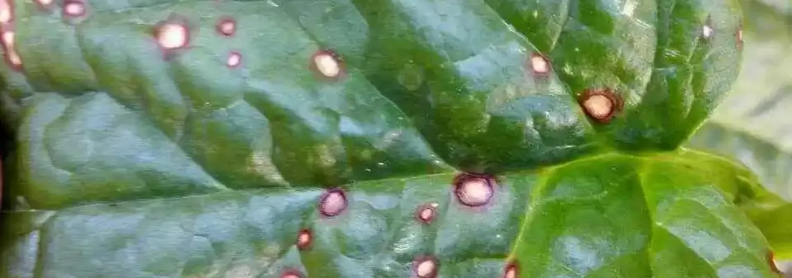 Mồng tơi bị vàng lá là bệnh gì? vì sao mồng tơi bị vàng lá? Mồng tơi bị vàng lá là bệnh gì? vì sao mồng tơi bị vàng lá?