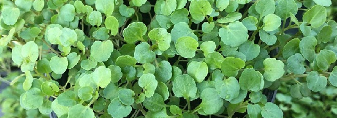 Tác dụng của rau cải xoong là gì? Tác dụng của rau cải xoong là gì?
