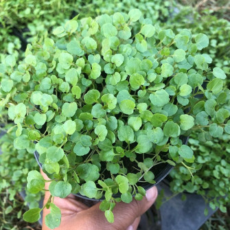 Tác dụng của rau cải xoong là gì? Tác dụng của rau cải xoong là gì?