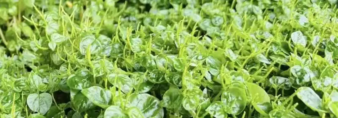 Tác dụng của rau càng cua là gì đối với sức khỏe?
