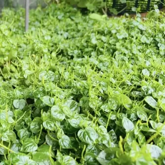 Tác dụng của rau càng cua là gì đối với sức khỏe? Tác dụng của rau càng cua là gì đối với sức khỏe?