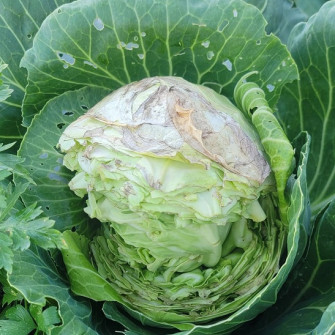 Tại sao bắp cải bị nứt và cách khắc phục Tại sao bắp cải bị nứt và cách khắc phục