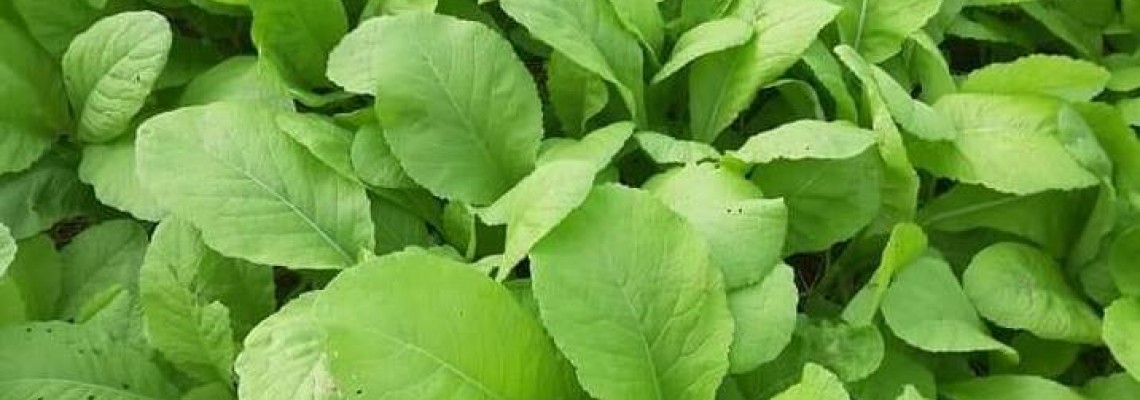 Tên tất cả các loại rau cải mà bạn nên biết Tên tất cả các loại rau cải mà bạn nên biết
