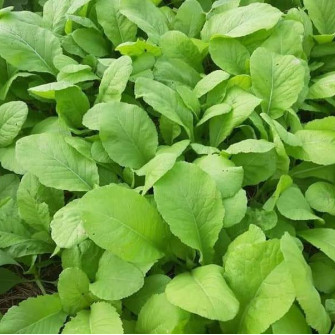 Tên tất cả các loại rau cải mà bạn nên biết