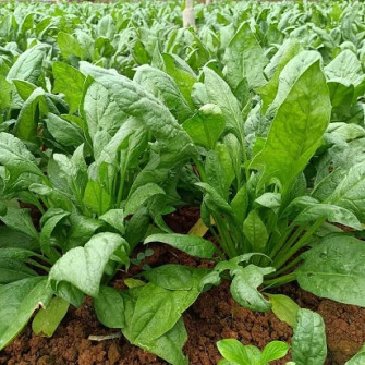 7 loại thực phẩm ăn thường xuyên tốt cho người tăng huyết áp 7 loại thực phẩm ăn thường xuyên tốt cho người tăng huyết áp