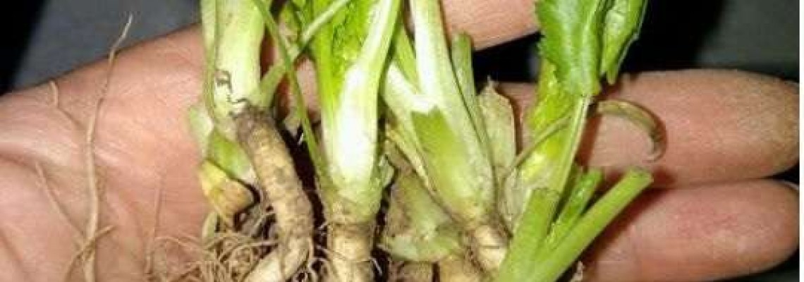 Cách trồng rau mùi bằng gốc Cách trồng rau mùi bằng gốc