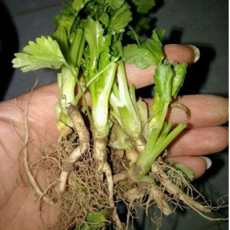 Cách trồng rau mùi bằng gốc Cách trồng rau mùi bằng gốc
