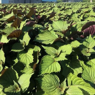 Những loại cây giúp cải tạo đất nông nghiệp bền vững Những loại cây giúp cải tạo đất nông nghiệp bền vững