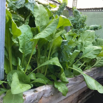 Cải bó xôi có tác dụng gì? Cải bó xôi có tác dụng gì?