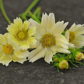 6 Tác dụng của hoa cánh bướm 6 Tác dụng của hoa cánh bướm