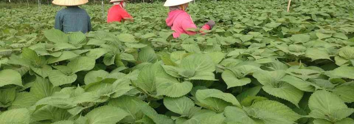 Lá mè hàn quốc có tác dụng gì Lá mè hàn quốc có tác dụng gì