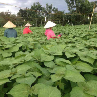 Lá mè hàn quốc có tác dụng gì Lá mè hàn quốc có tác dụng gì