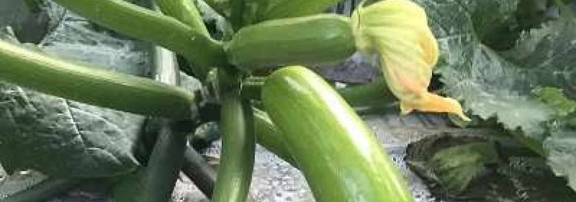 Tại sao bí ngòi không đậu trái? Tại sao bí ngòi không đậu trái?