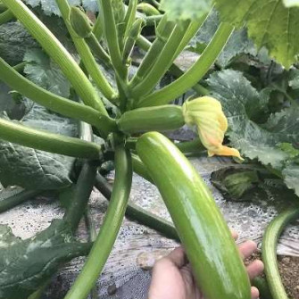 Tại sao bí ngòi không đậu trái? Tại sao bí ngòi không đậu trái?