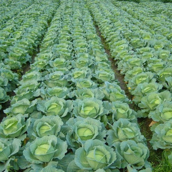 Thời vụ trồng bắp cải ở miền bắc tính theo dương lịch