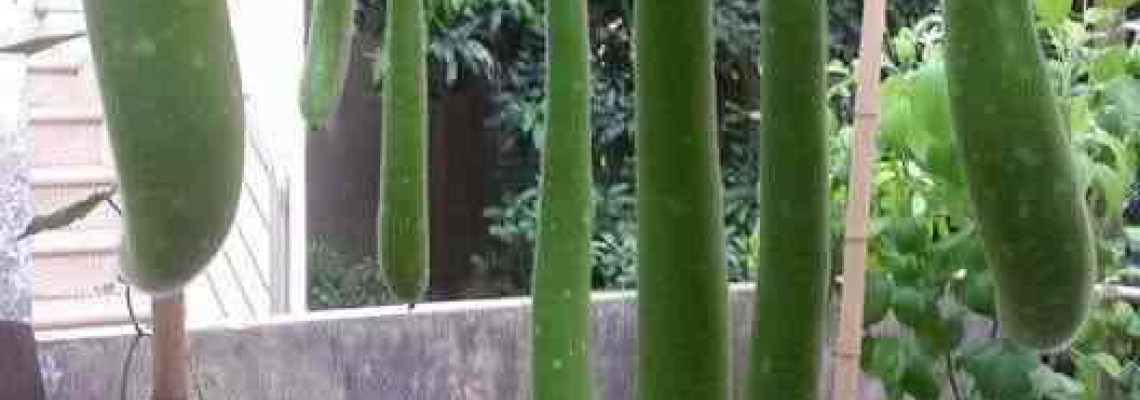 Thời vụ trồng bầu ở miền bắc? Thời vụ trồng bầu ở miền bắc?