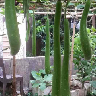 Thời vụ trồng bầu ở miền bắc? Thời vụ trồng bầu ở miền bắc?