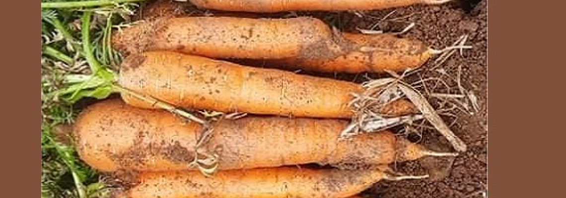 Thời vụ trồng cà rốt ở miền bắc Thời vụ trồng cà rốt ở miền bắc