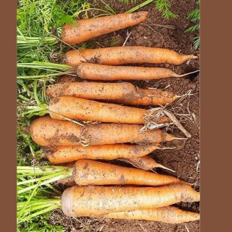 Thời vụ trồng cà rốt ở miền bắc Thời vụ trồng cà rốt ở miền bắc