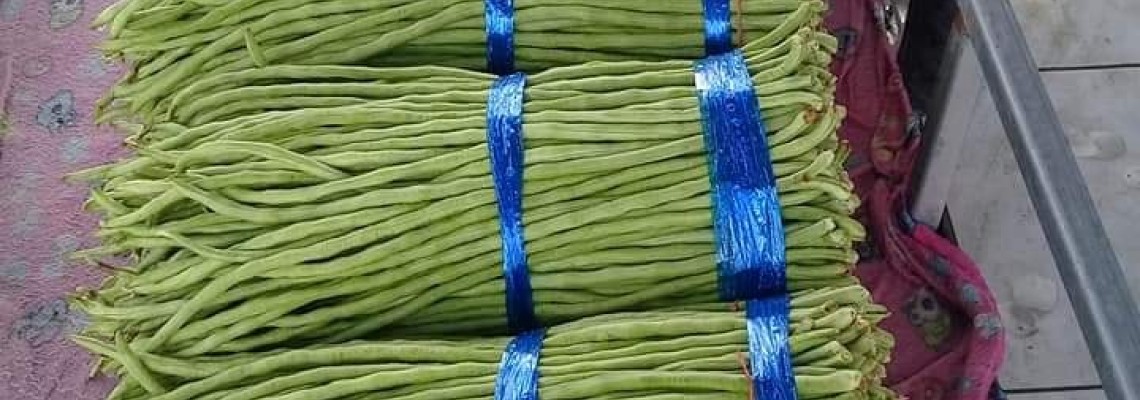 Thời vụ trồng đậu đũa ở miền bắc?