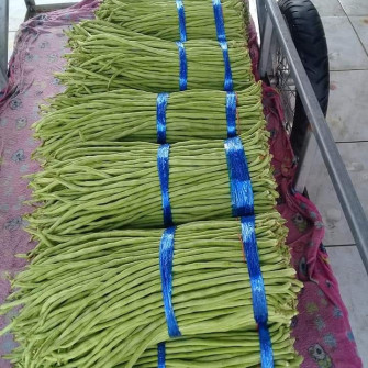 Thời vụ trồng đậu đũa ở miền bắc?