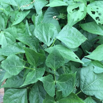 Thời vụ trồng đỗ đen cho năng suất cao nhất? Thời vụ trồng đỗ đen cho năng suất cao nhất?